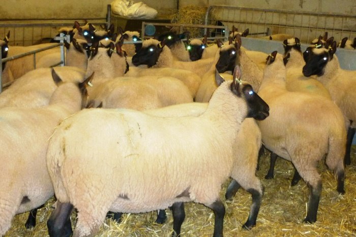 Sorting yearling ewes ready for Society Show & Sale
